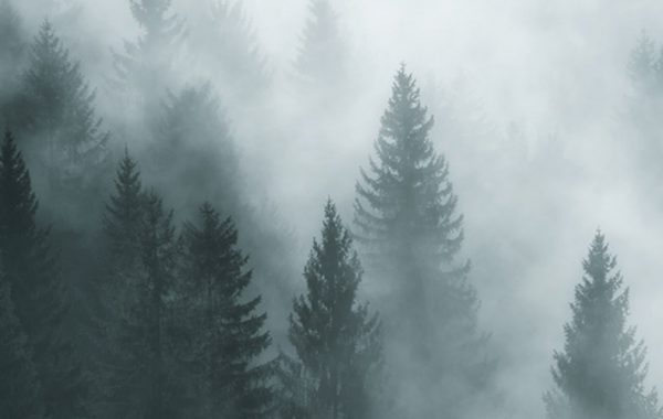 Forest Fog