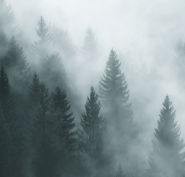 Forest Fog